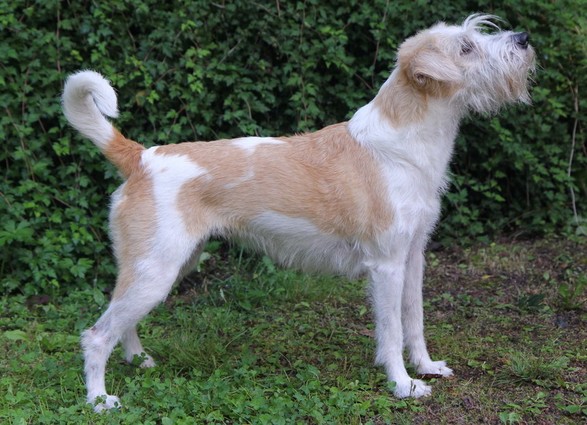 Ronja-m.jpg